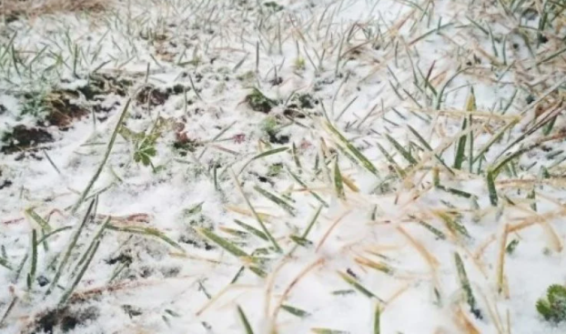 На горі Піп Іван у Карпатах випав сніг — фото, відео