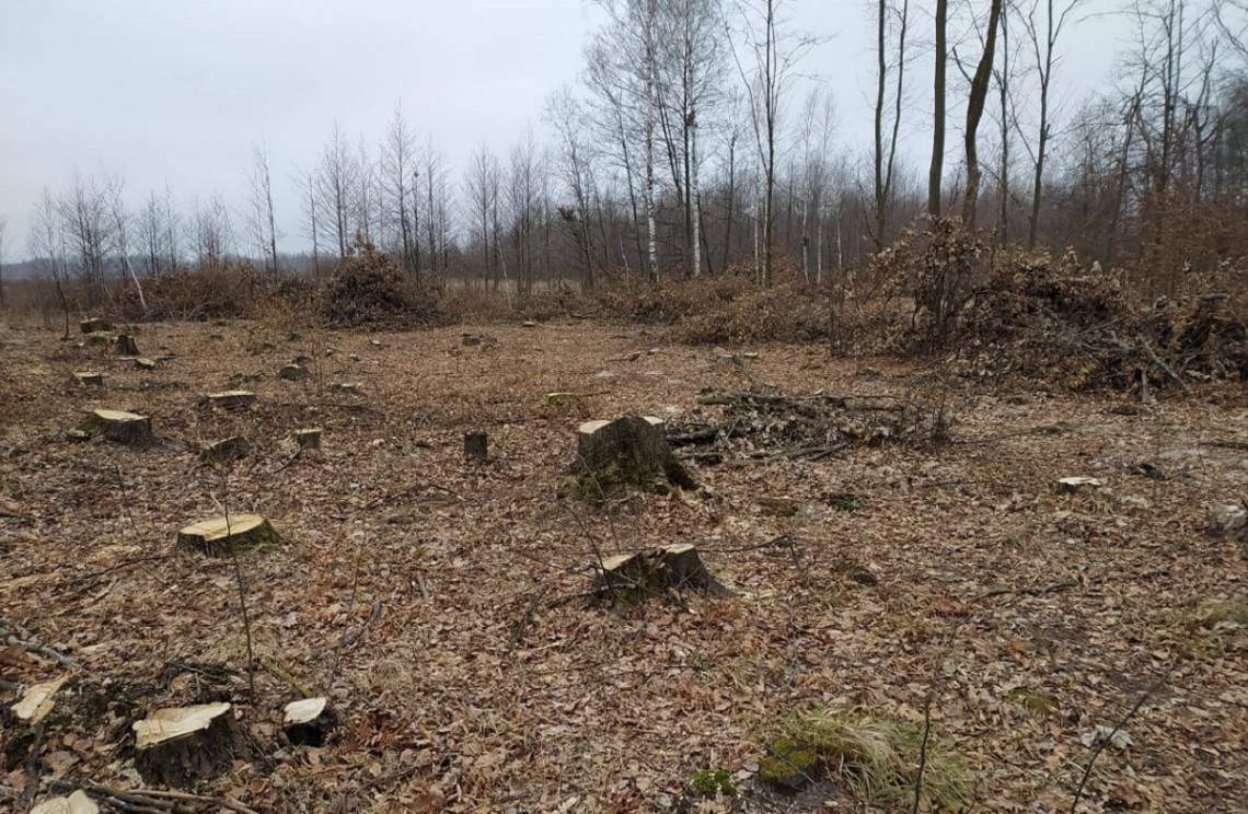 У Житомирській області браконьєри вирубали лісу на понад 6 млн грн