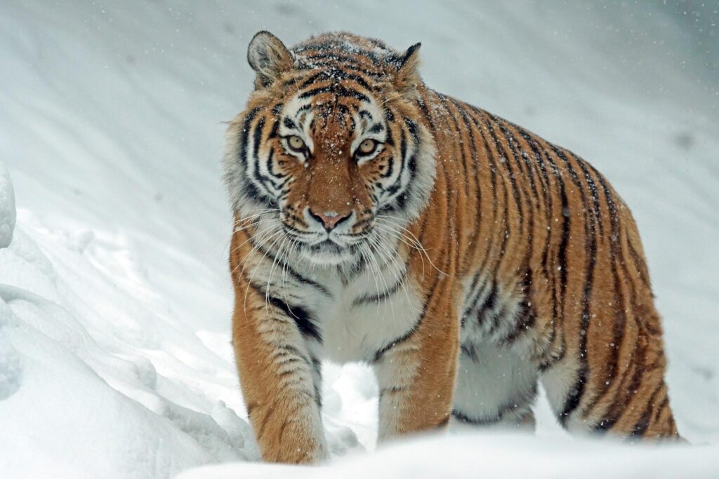 На Чернігівщині тигр загриз працівника зоопарку