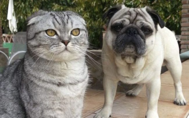 Собак із плоскою мордою та висловухих кішок хочуть заборонити – розповідаємо, де і чому