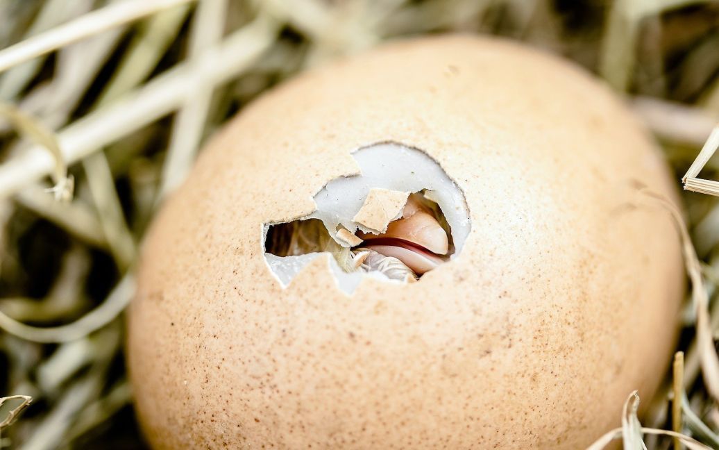 Що з’явилося раніше: курка чи яйце — вчені нарешті дізналися відповідь